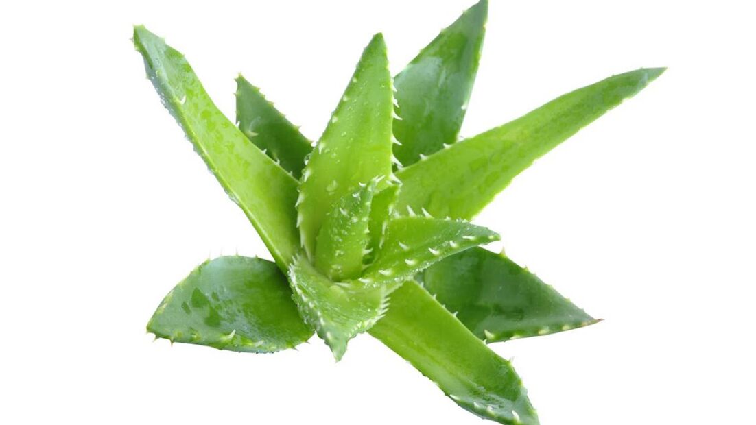 aloe krémben Proctonic